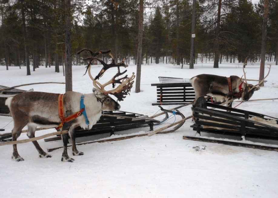Esquí de Fondo – Laponia 2014 – Días 6 y&nbsp;7