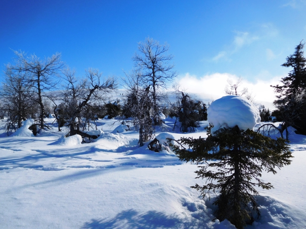 Esquí de Fondo – Laponia 2016 – Días 5 y&nbsp;6