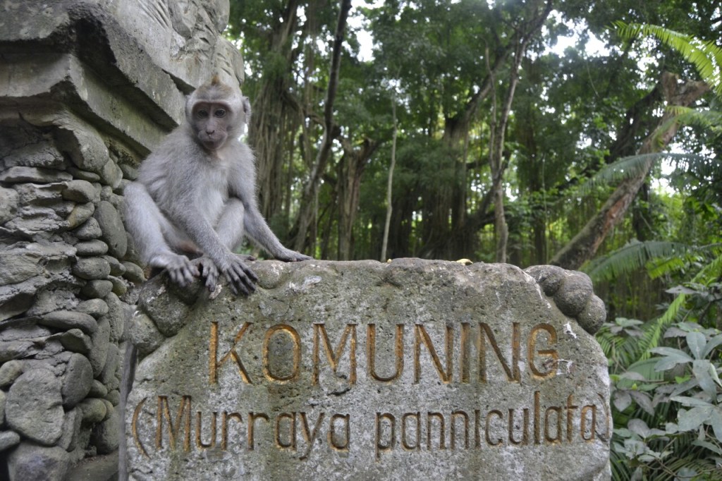 Indonesia 2016 – Etapa 5 – Bali Este y Centro (Días 14, 15, 16 y&nbsp;17)