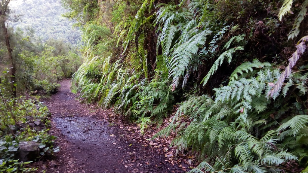 La Palma 2017 – Marcos, Cordero y la&nbsp;Laurisilva