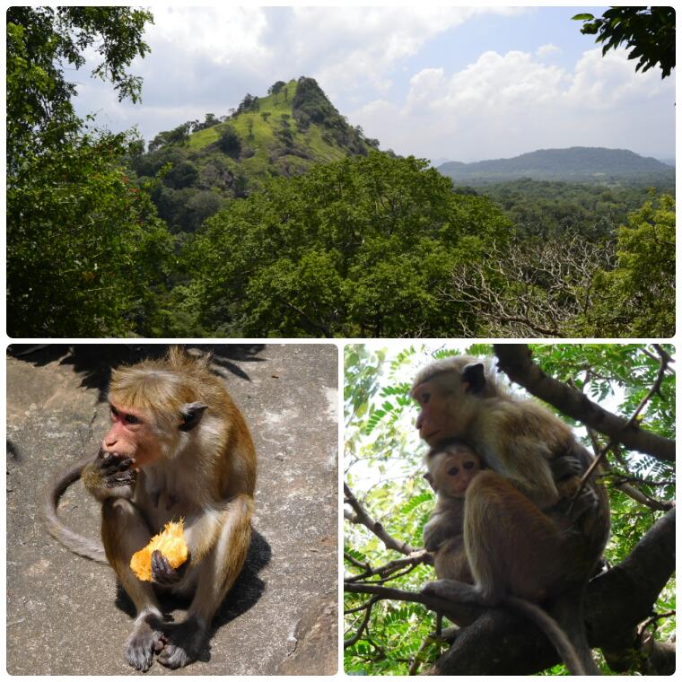2017-02-sri-lanka-dambulla-cuevas-escaleras-vistas
