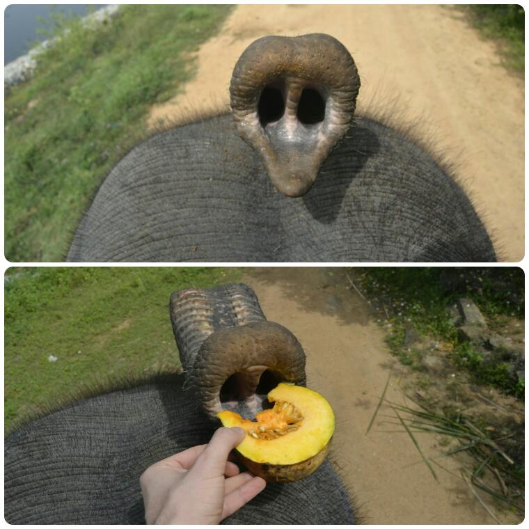 2017-02-sri-lanka-habarana-paseo-elefante-2