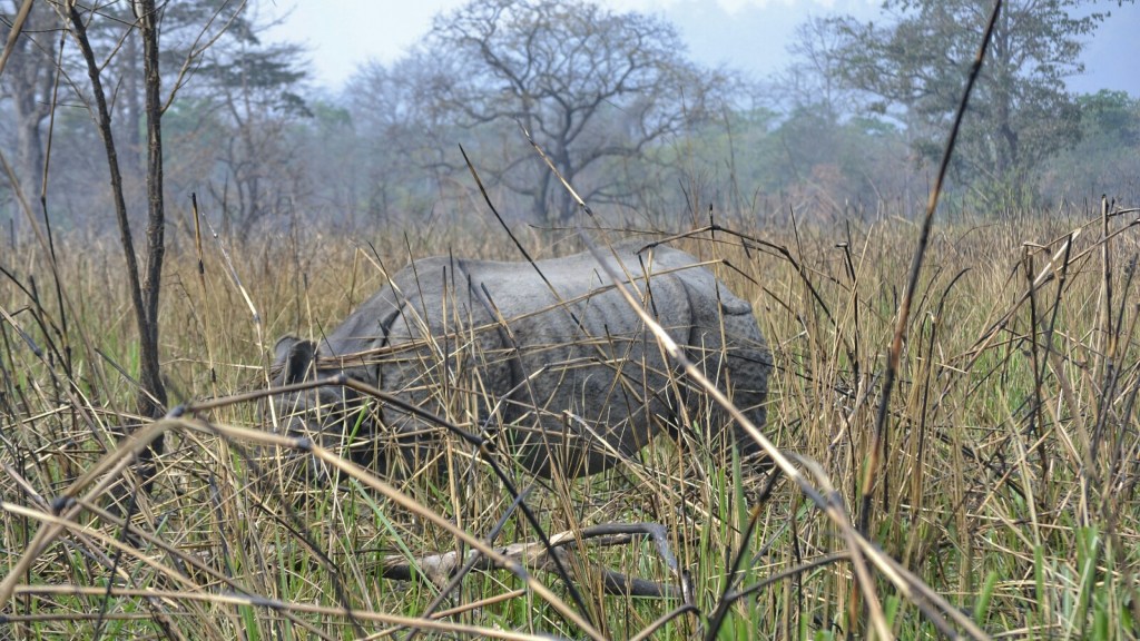 Nepal 2017 – Etapa 3 – En la Jungla de&nbsp;Chitwan