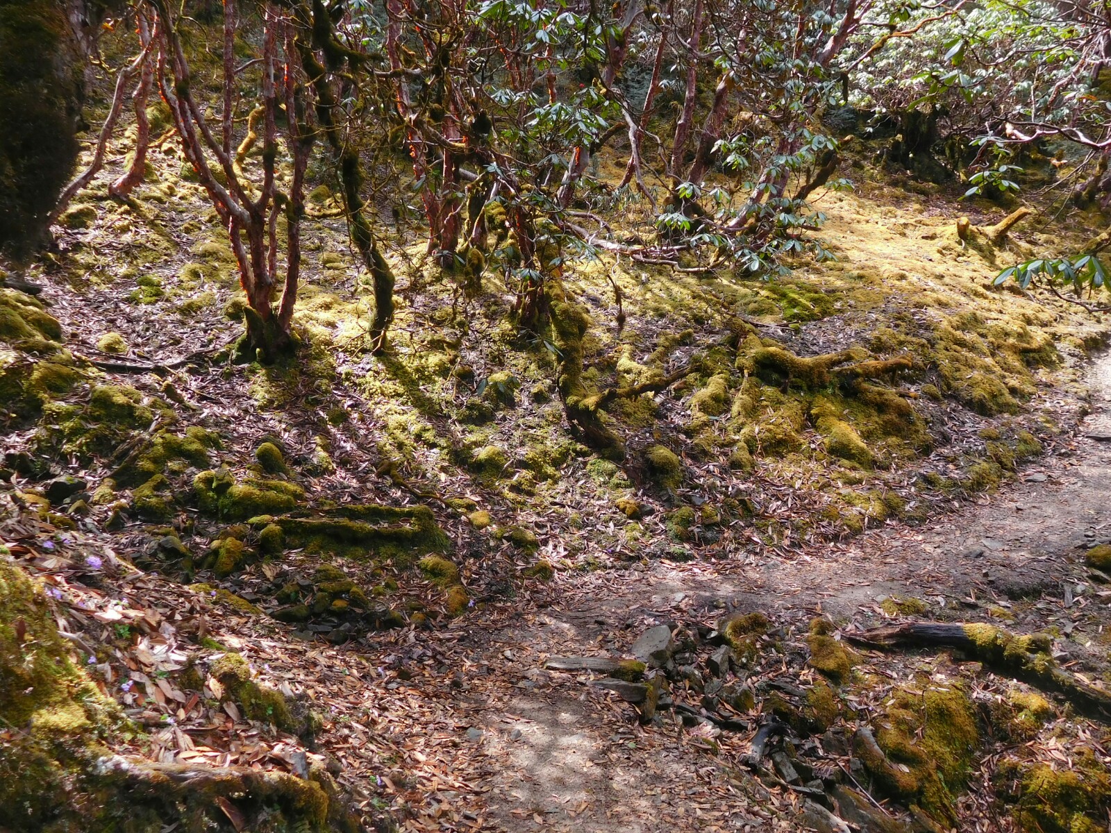 2017-04-nepal-Trekking-LGH-Dia-10-6-bosque-helambu
