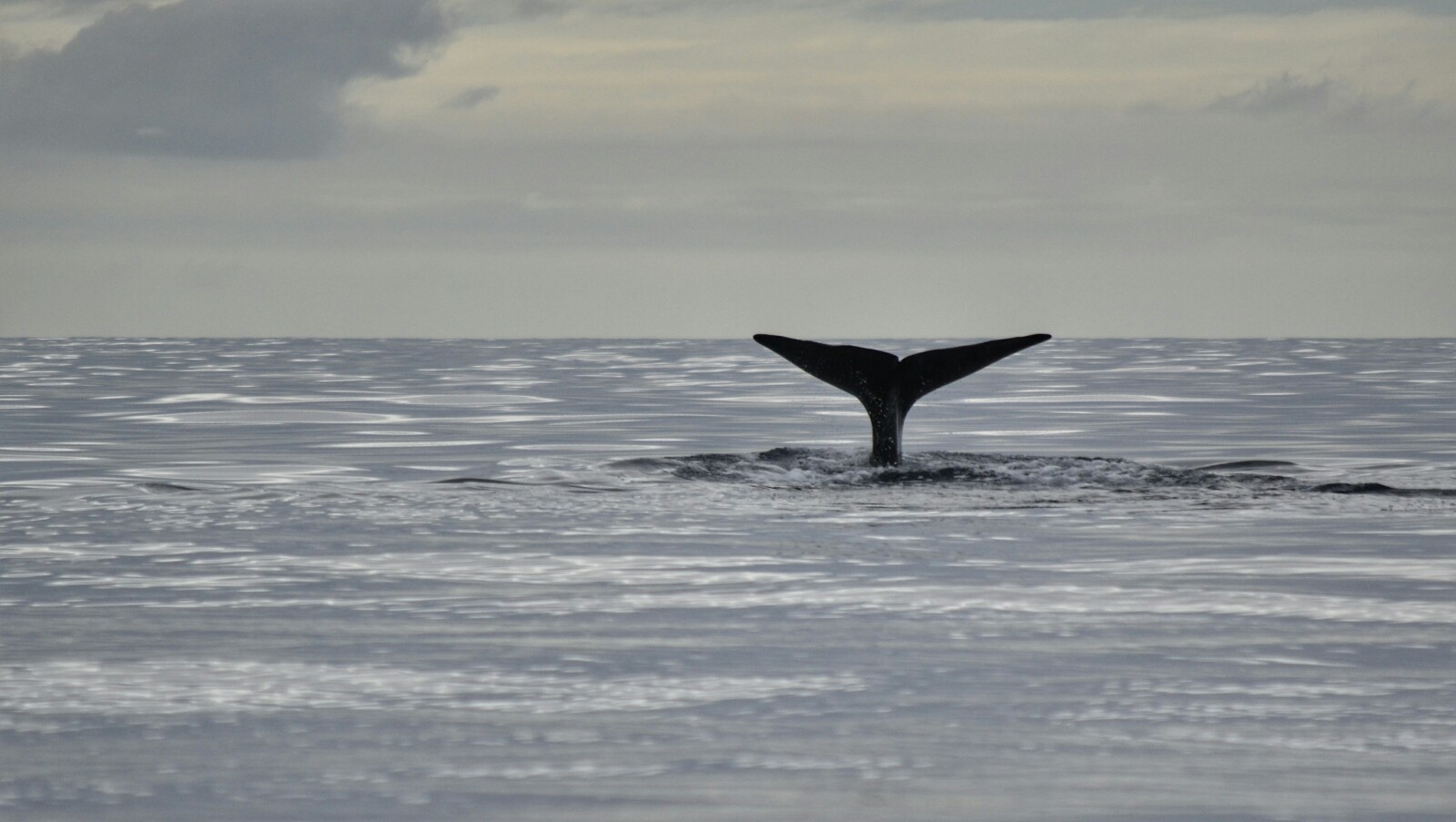 2017-07-azores-pico-viaje-barco-04-cachalote