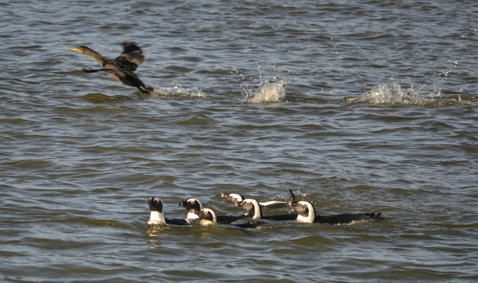2017-06-namibia-luderitz-halifax-island-pinguinos-del-cabo-6