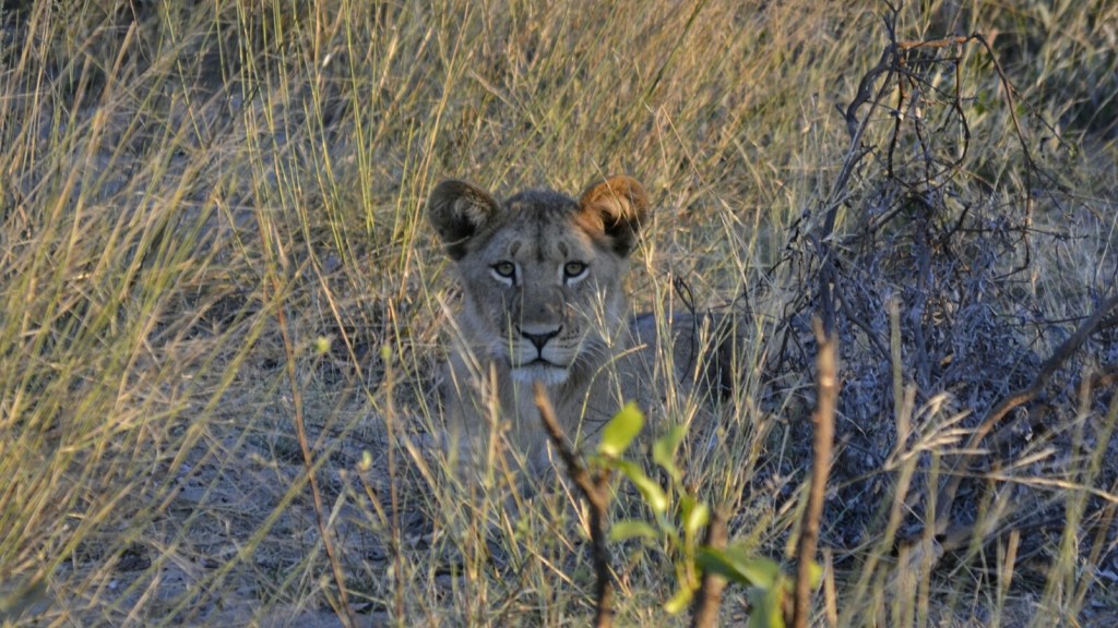 Namibia 2017 – Etapa 3 – Ngepi: Safari en&nbsp;Mahango