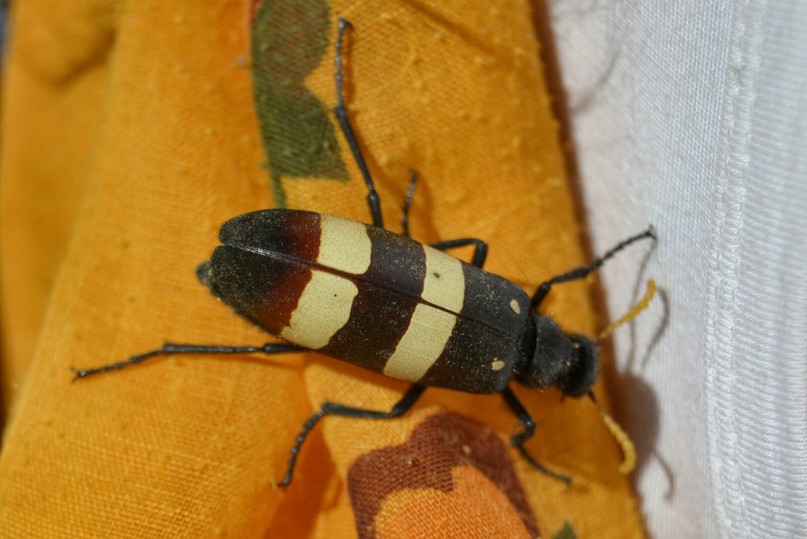 2017-06-namibia-brandberg-white-lady-campsite-3-Agelia-Petelii