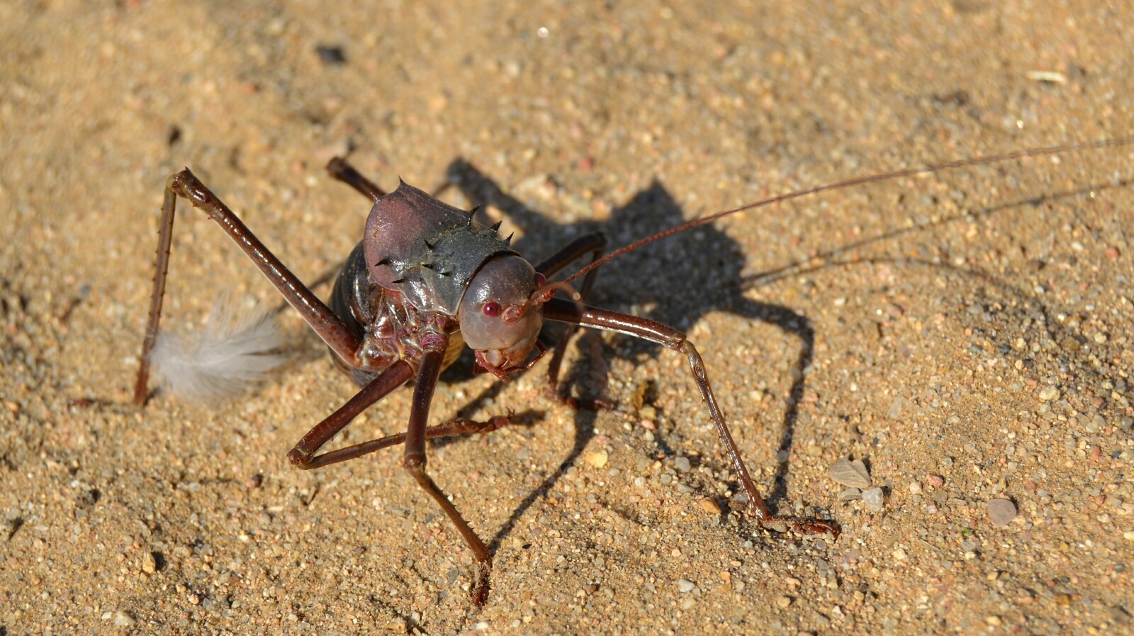 2017-06-namibia-brandberg-white-lady-campsite-4-acanthoplus-discoidalis