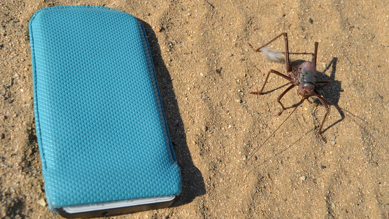 2017-06-namibia-brandberg-white-lady-campsite-5-acanthoplus-discoidalis