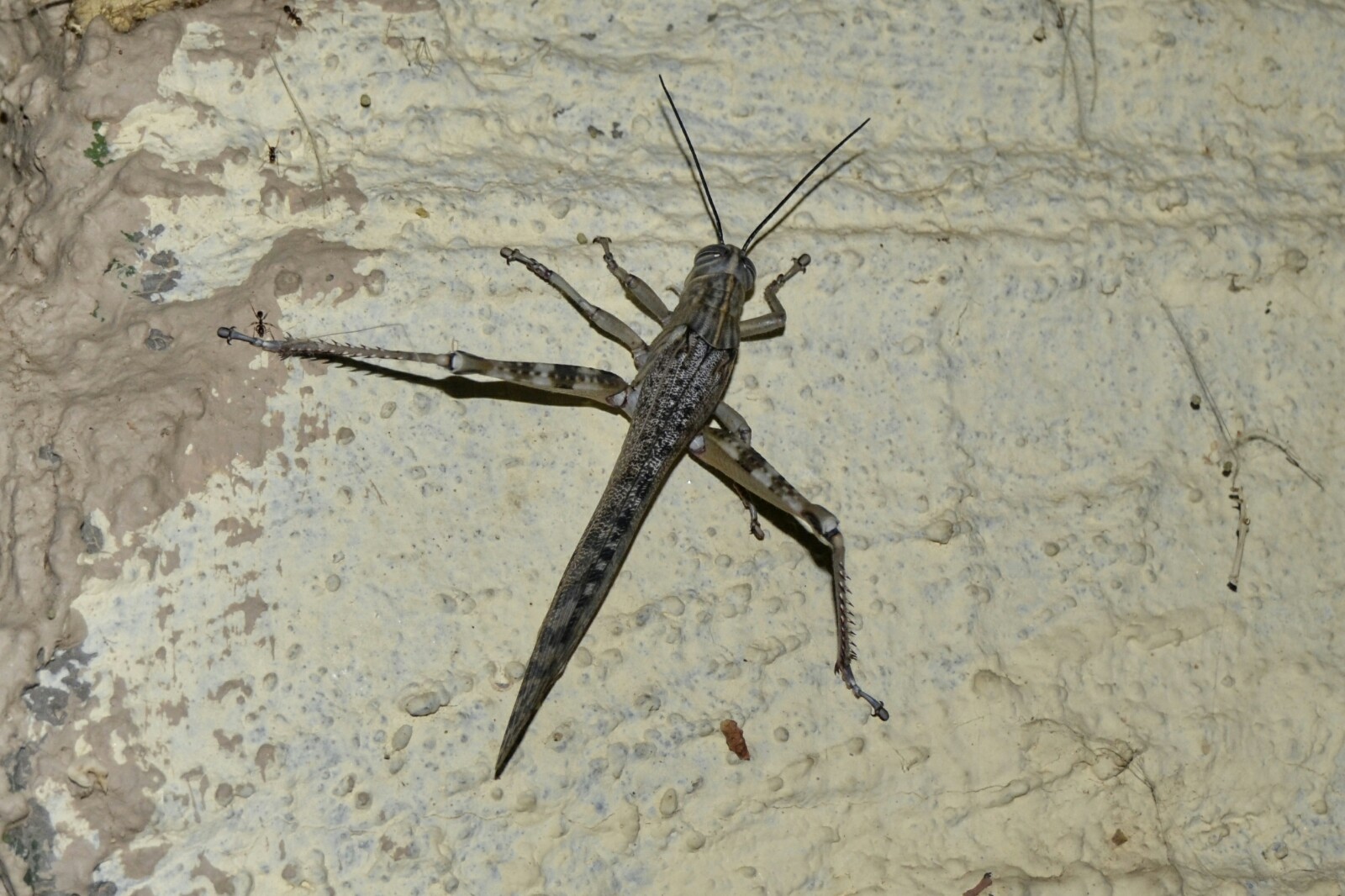 2017-06-namibia-brandberg-white-lady-campsite-6-saltamontes