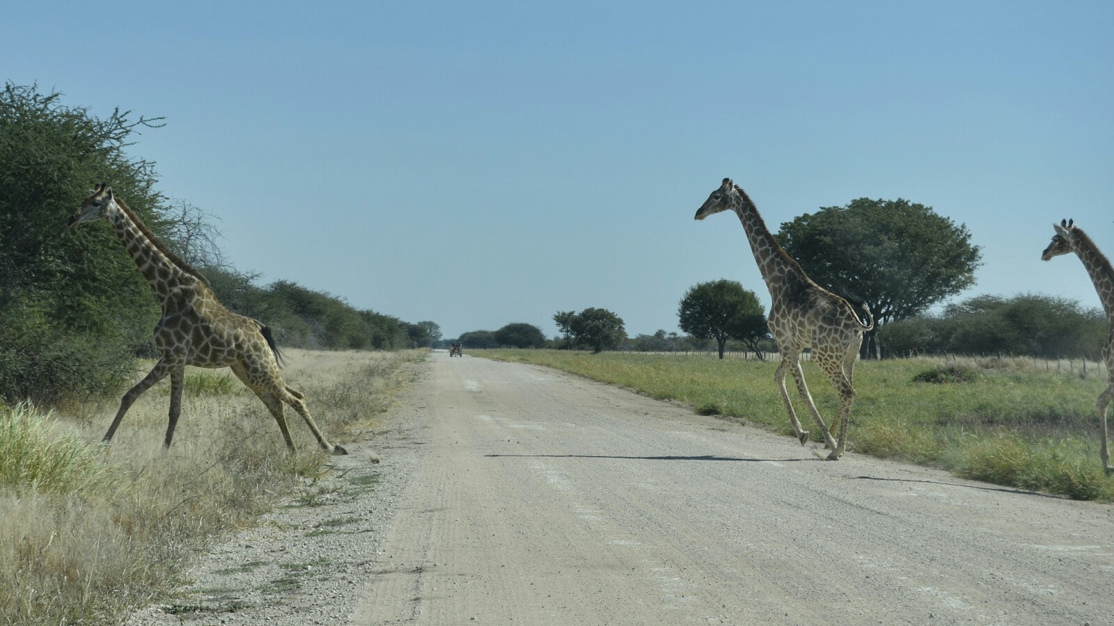 2017-06-namibia-etosha-dia-0-carretera-a-namutoni-1-jirafas