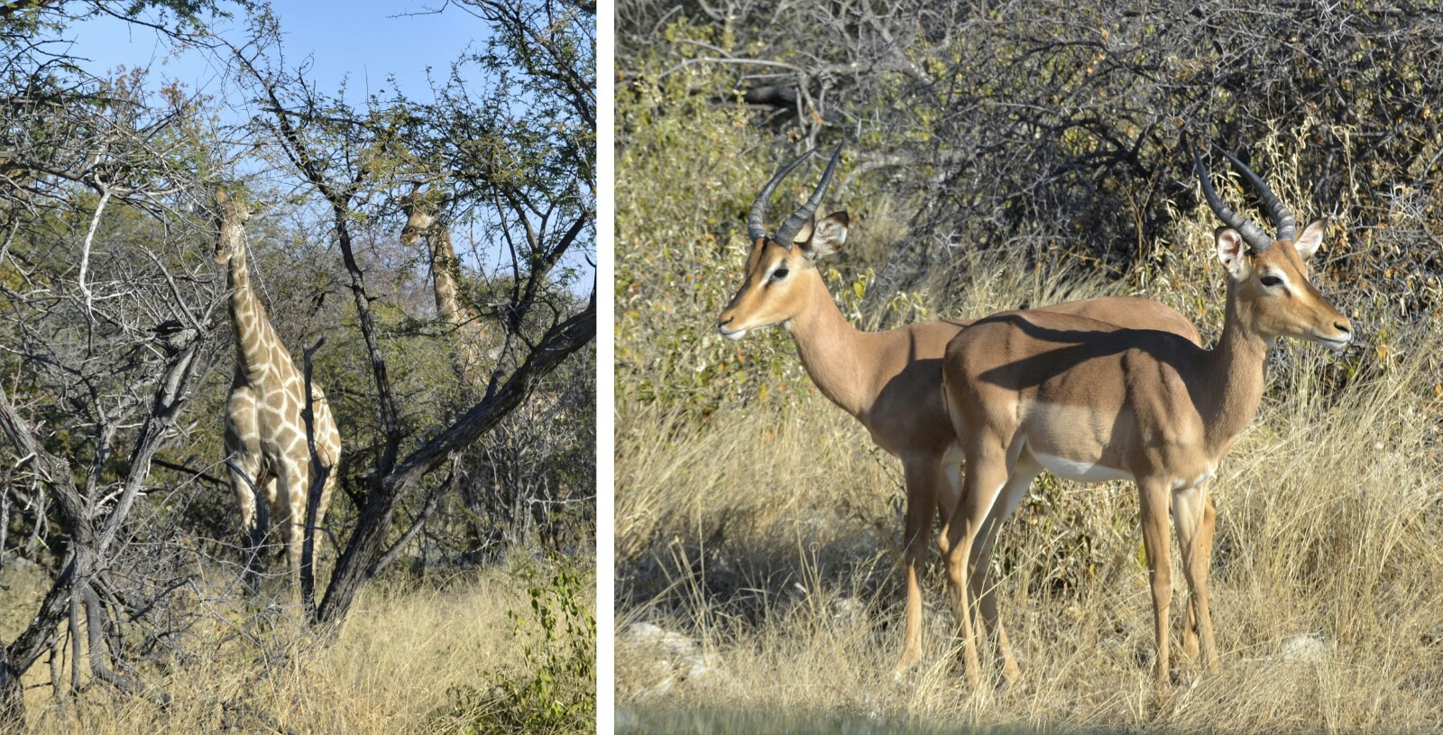 2017-06-namibia-etosha-dia-0-carretera-a-namutoni-2-jirafas-impalas