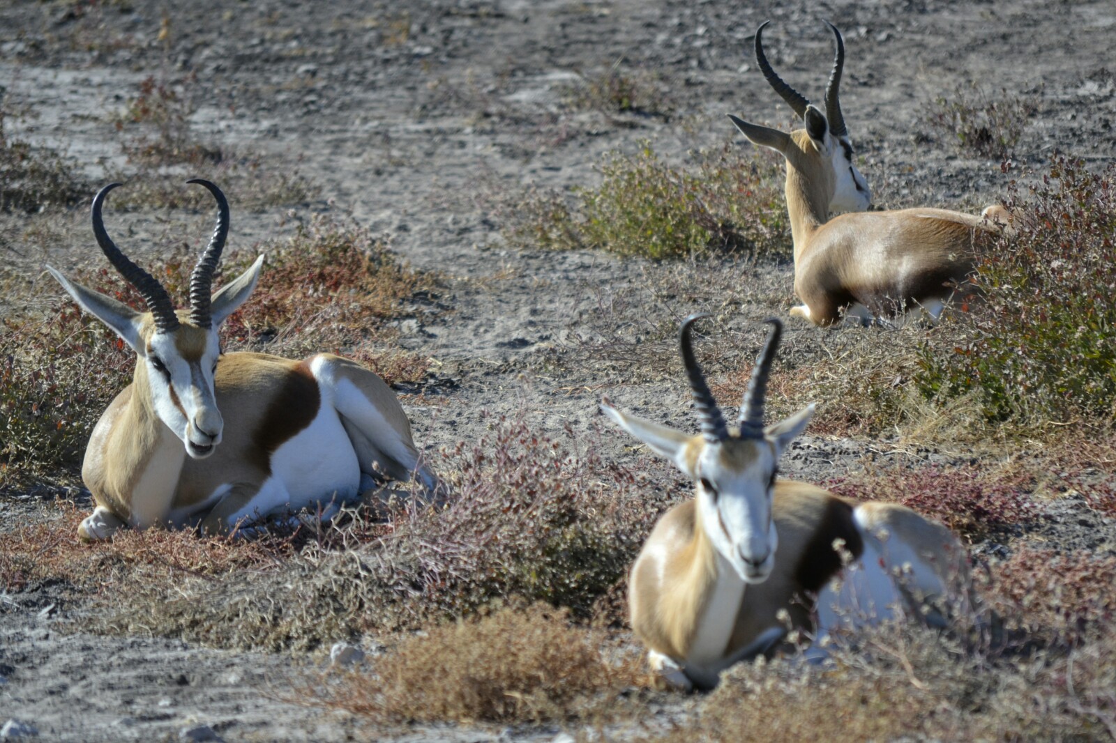 2017-06-namibia-etosha-dia-1-chudop-01-srpingbok.jpeg