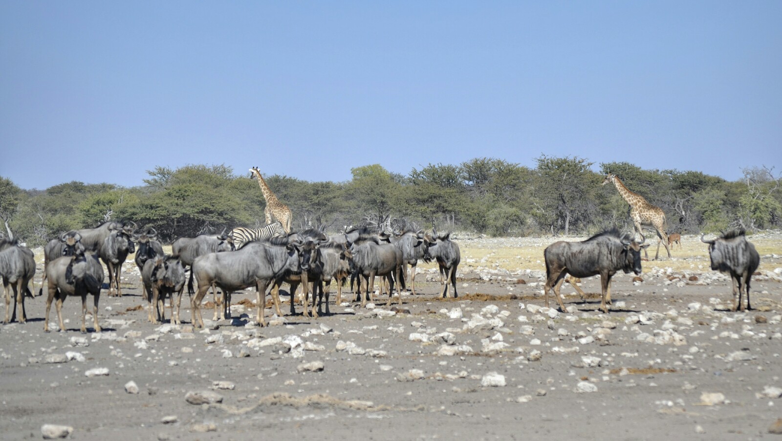 2017-06-namibia-etosha-dia-1-chudop-08-jirafa-impala-wildebeest
