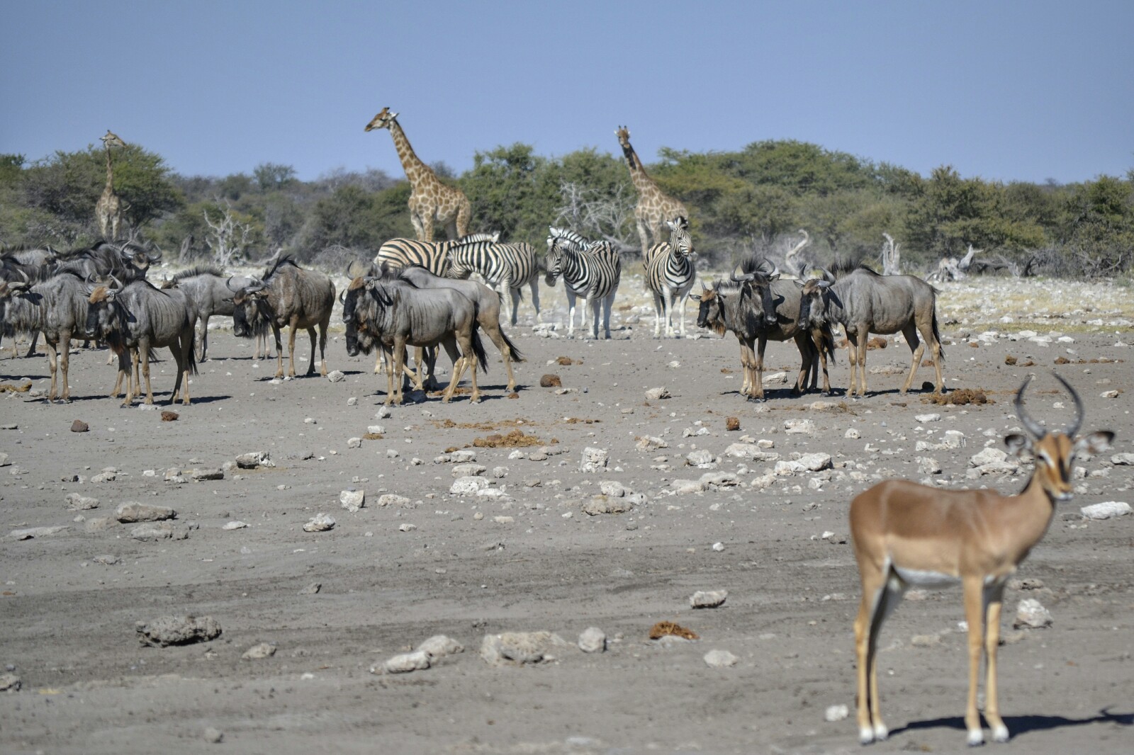 2017-06-namibia-etosha-dia-1-chudop-09-impala-wildebeet-cebra-jirafa.jpeg