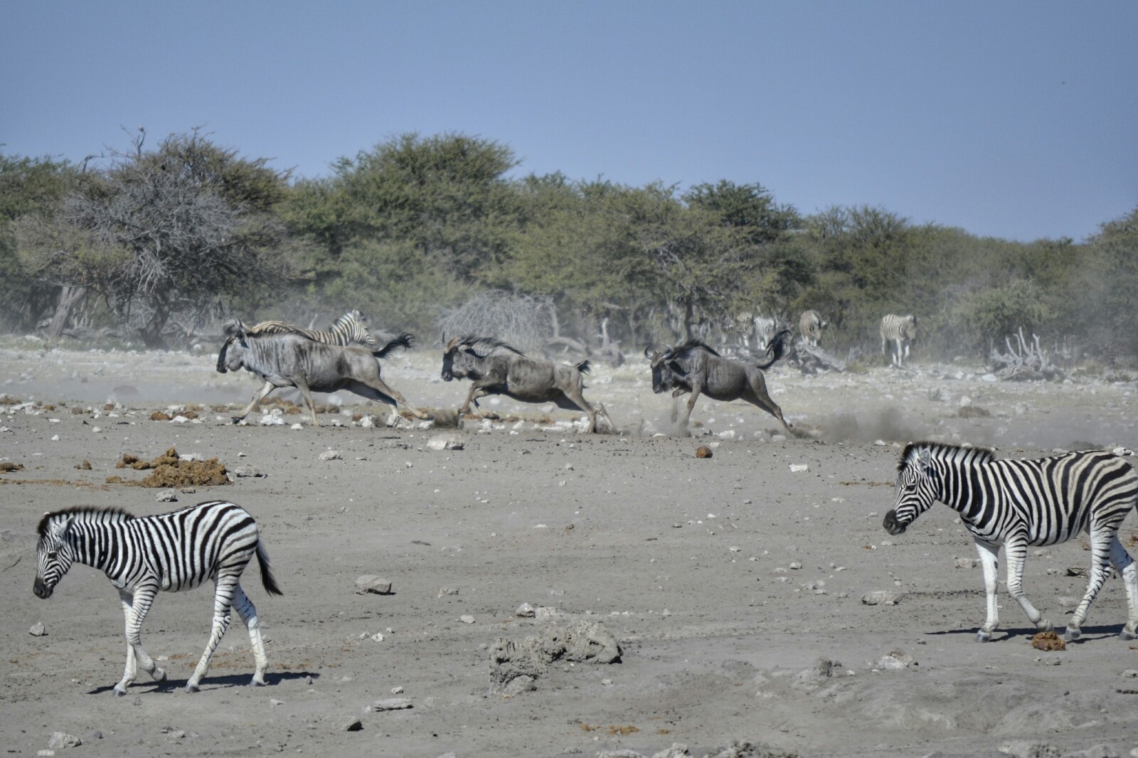 2017-06-namibia-etosha-dia-1-chudop-10-cebra-wildebeest
