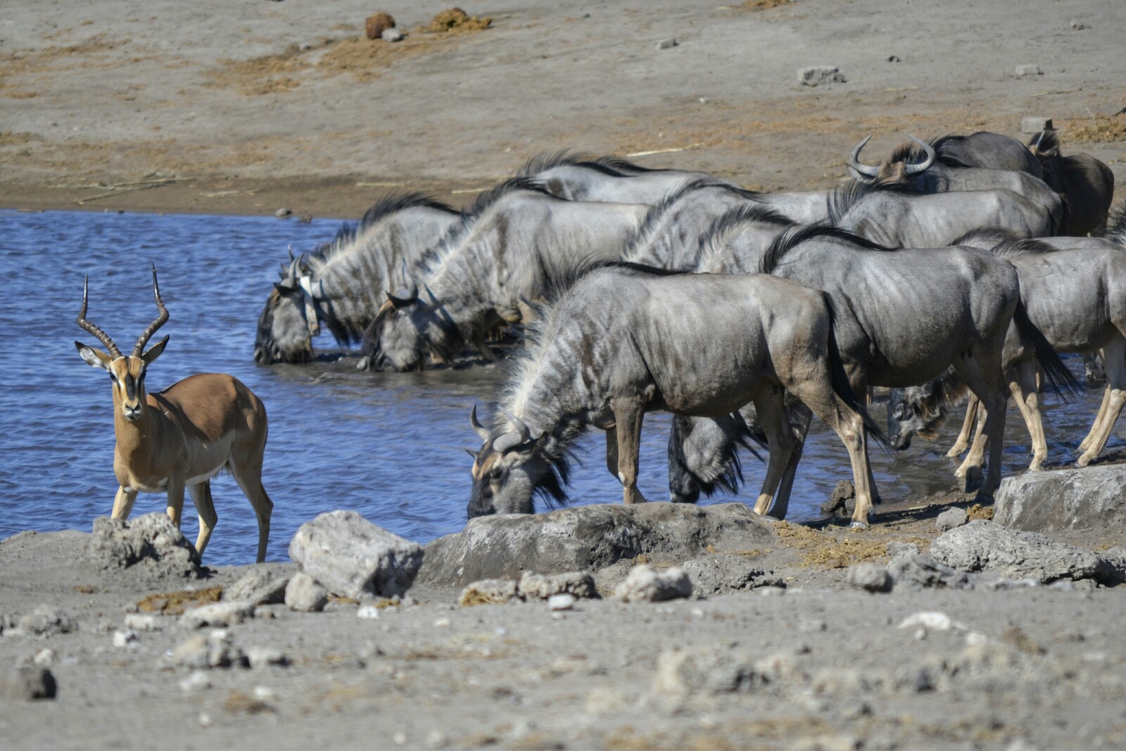 2017-06-namibia-etosha-dia-1-chudop-11-impala-wildebeest