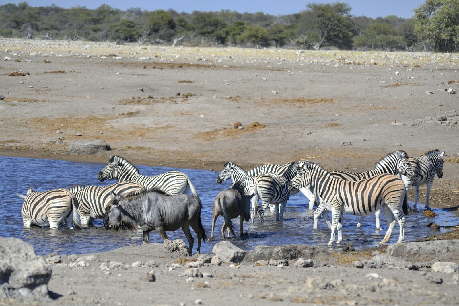 2017-06-namibia-etosha-dia-1-chudop-12-cebra-wildebeest.jpeg