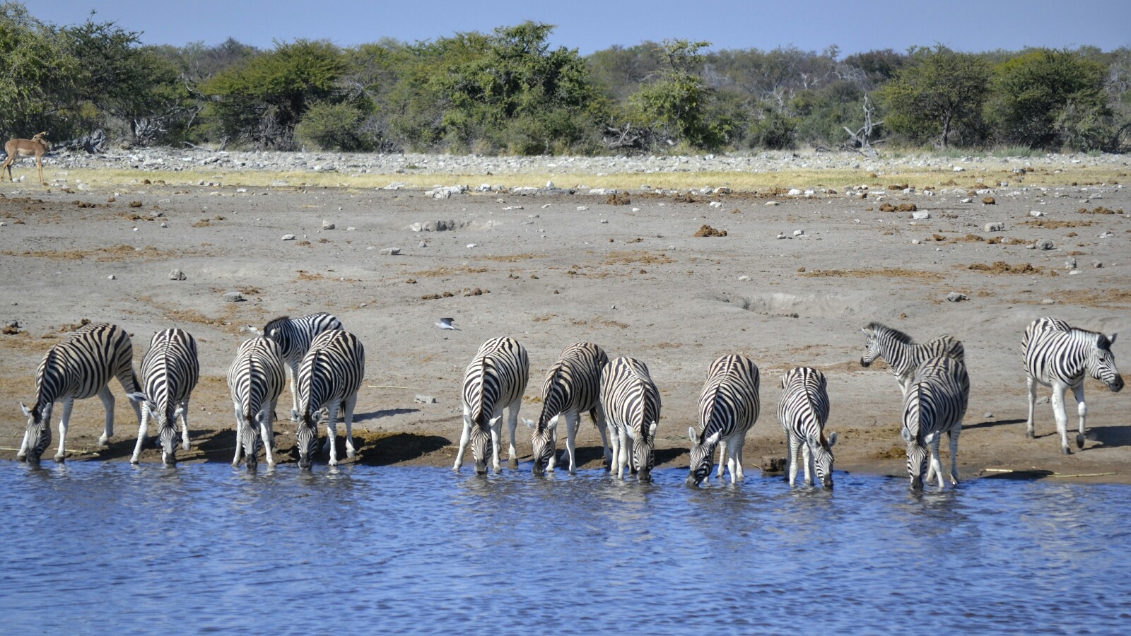 2017-06-namibia-etosha-dia-1-chudop-13-cebra