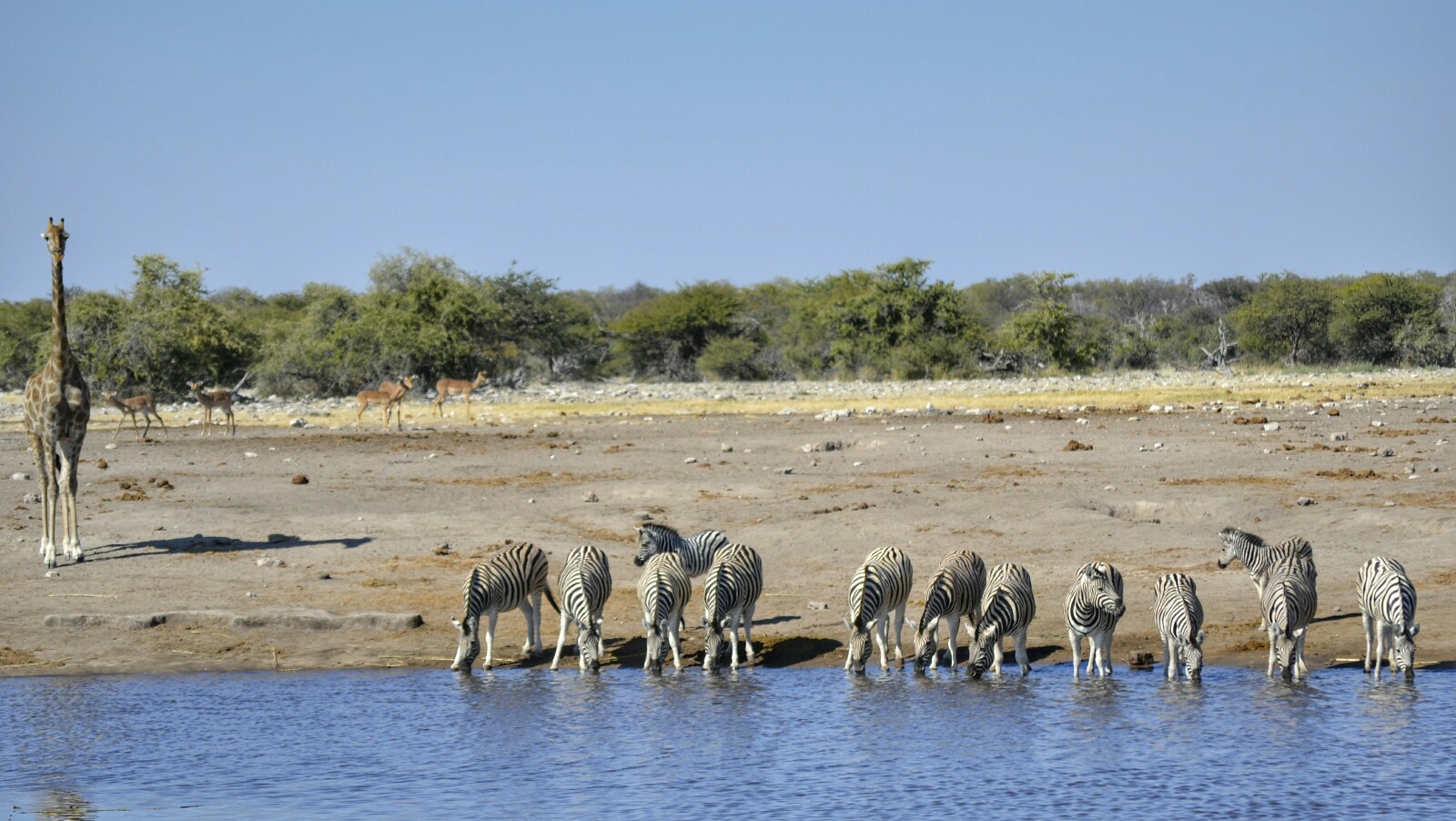 2017-06-namibia-etosha-dia-1-chudop-14-jirafa-cebra.jpeg