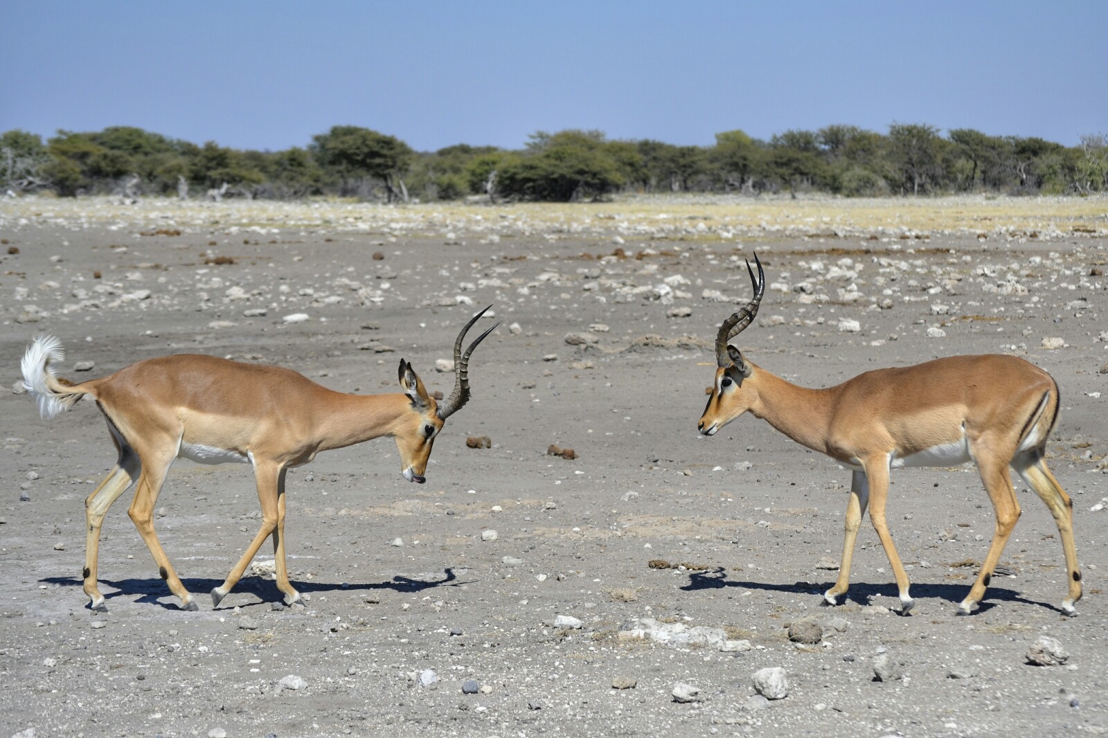 2017-06-namibia-etosha-dia-1-chudop-16-impala