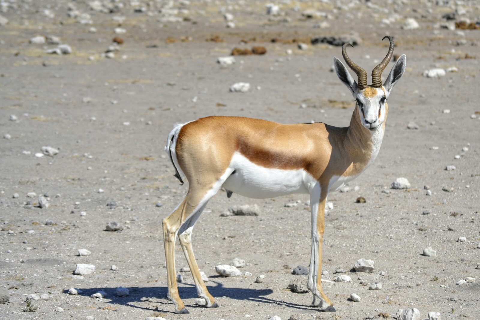 2017-06-namibia-etosha-dia-1-chudop-19-springbok