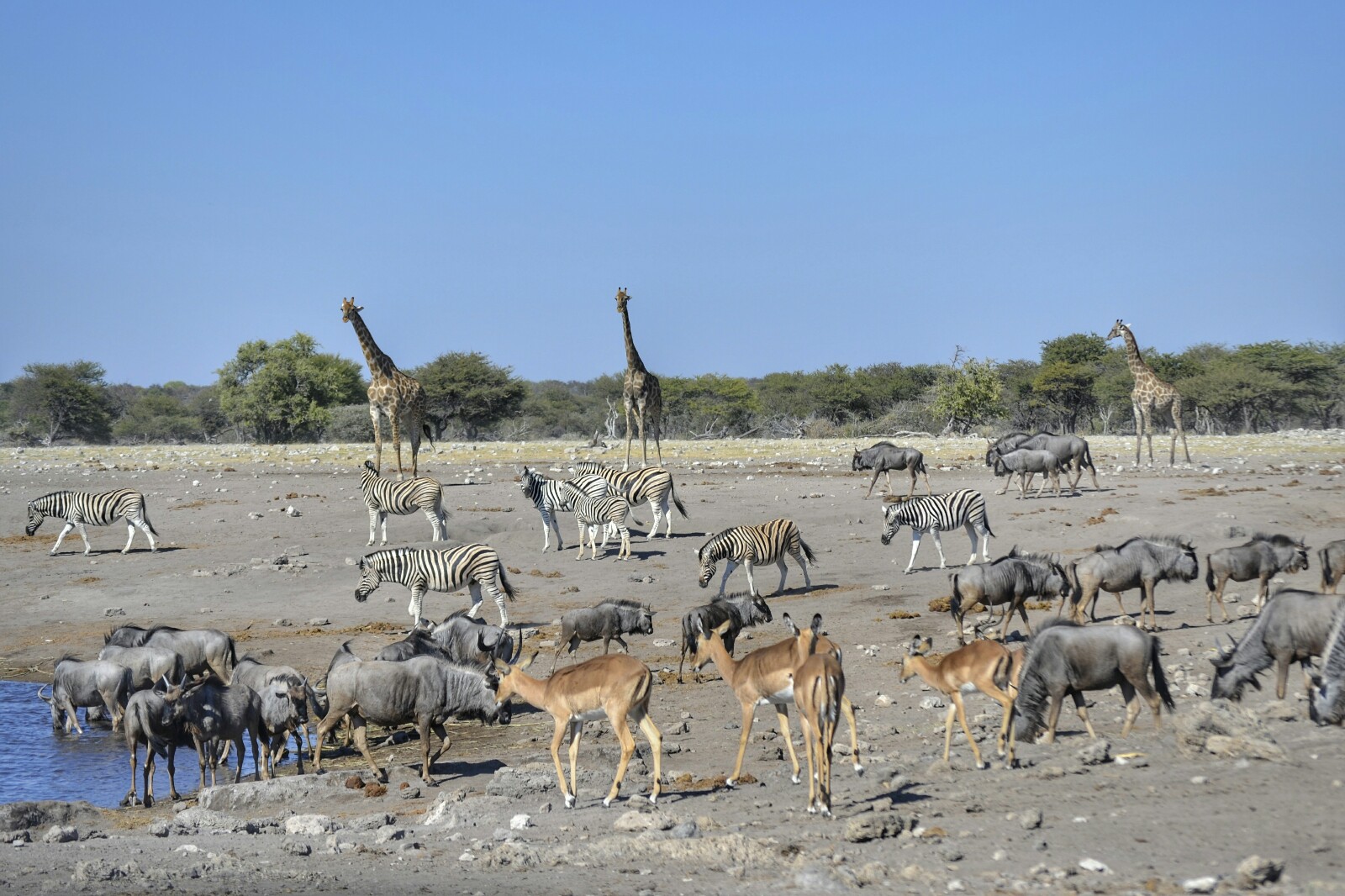 2017-06-namibia-etosha-dia-1-chudop-20-jirafa-wildebeest-impala-cebra.jpeg