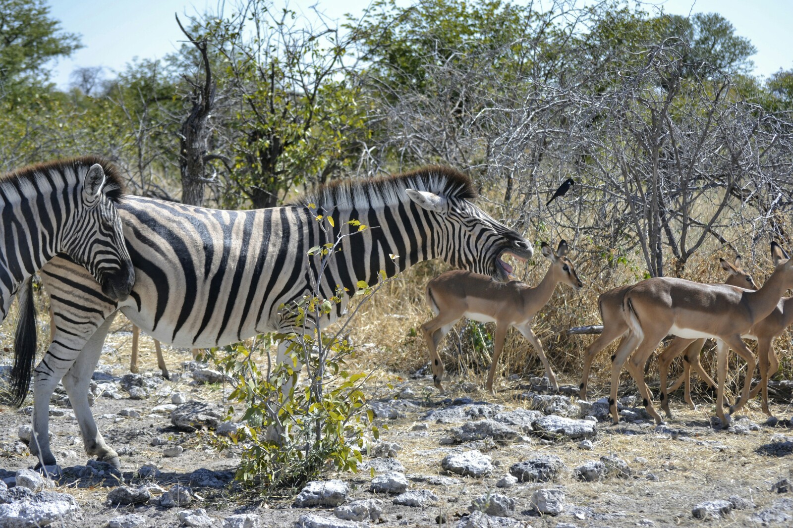 2017-06-namibia-etosha-dia-1-Kalkheuwel-1-Cebras-