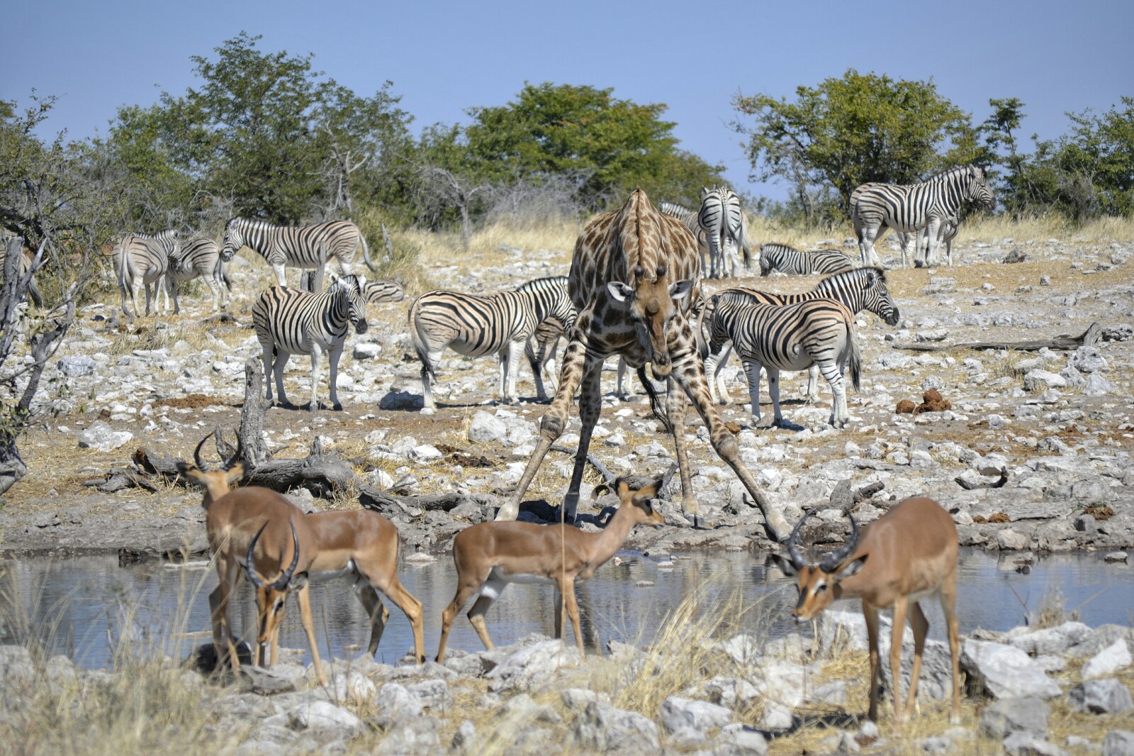 2017-06-namibia-etosha-dia-1-Kalkheuwel-2-impalas-jirafas-cebras.jpeg