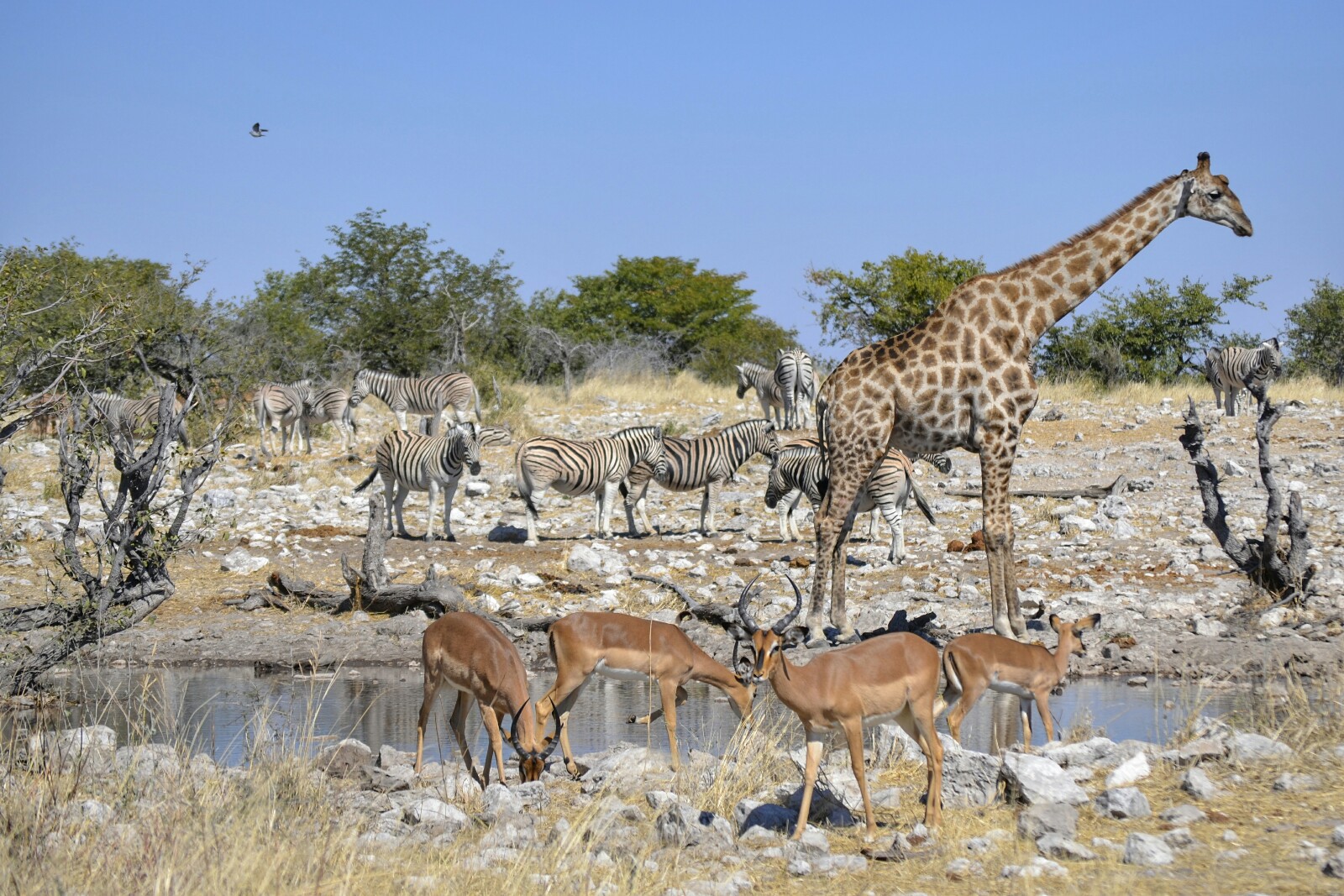 2017-06-namibia-etosha-dia-1-Kalkheuwel-3-impalas-jirafas-cebras.jpeg