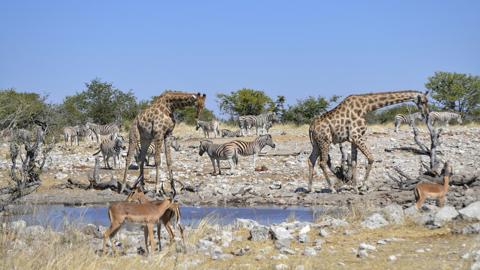 2017-06-namibia-etosha-dia-1-Kalkheuwel-4-impalas-jirafas-cebras.jpeg