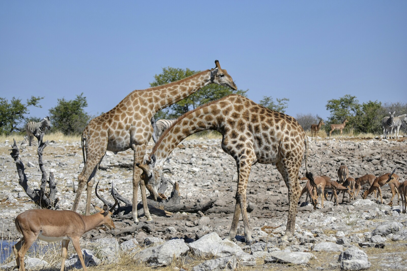 2017-06-namibia-etosha-dia-1-Kalkheuwel-5-impalas-jirafas-cebras