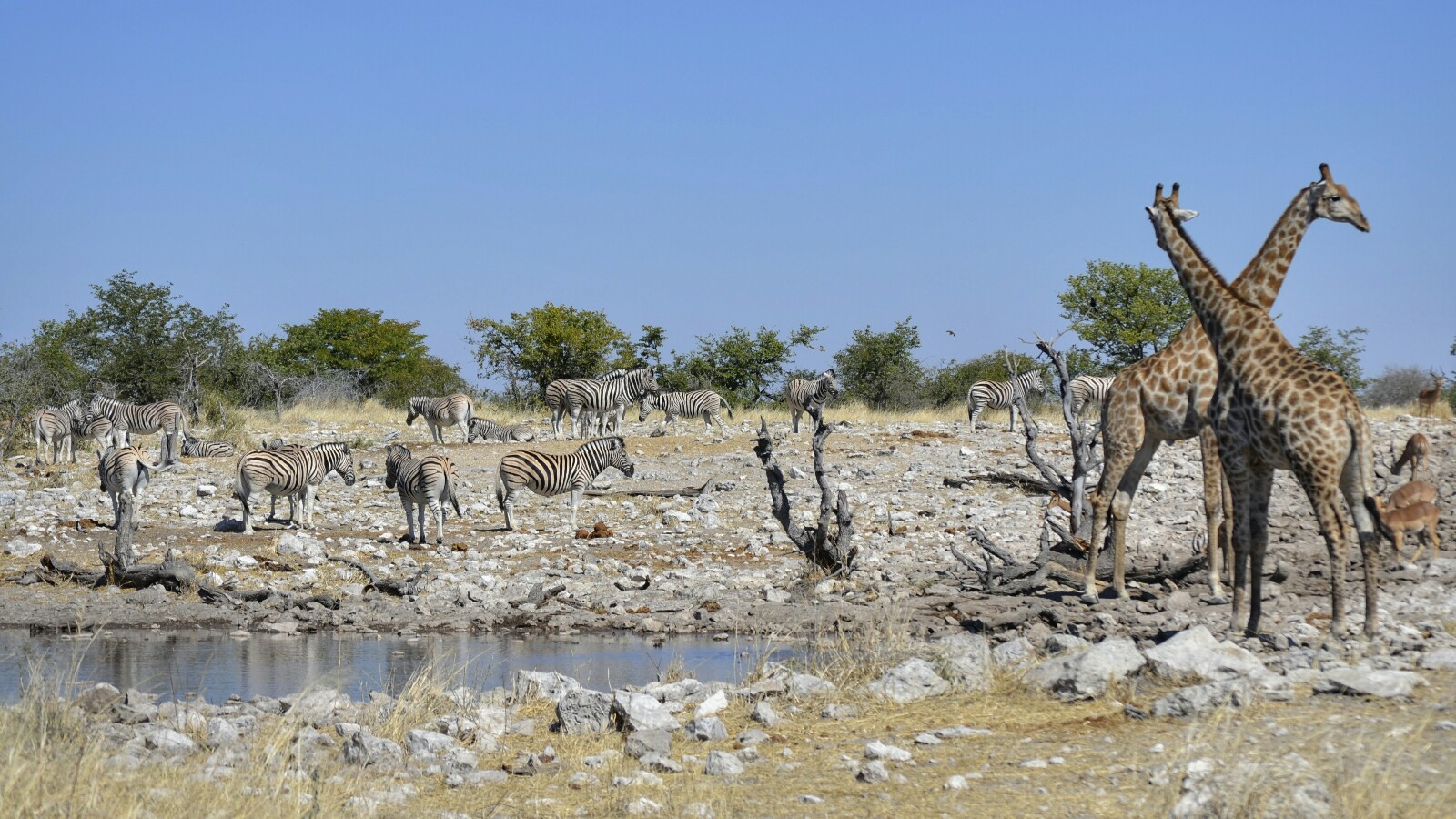 2017-06-namibia-etosha-dia-1-Kalkheuwel-6-impalas-jirafas-cebras.jpeg