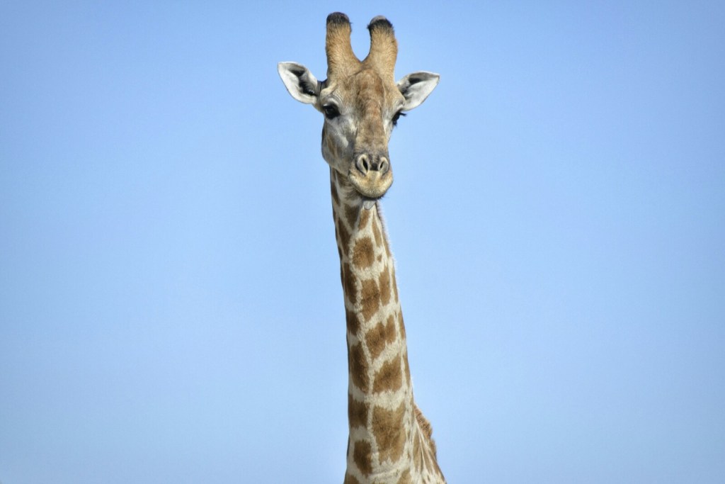 Namibia (Junio 2017)