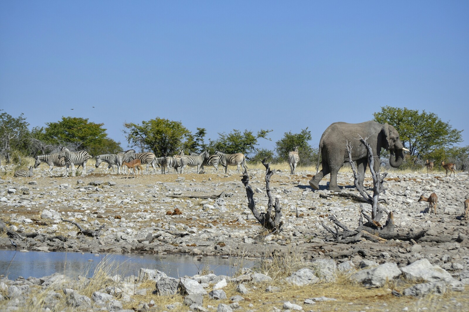 2017-06-namibia-etosha-dia-1-Kalkheuwel-8-elefante-cebras