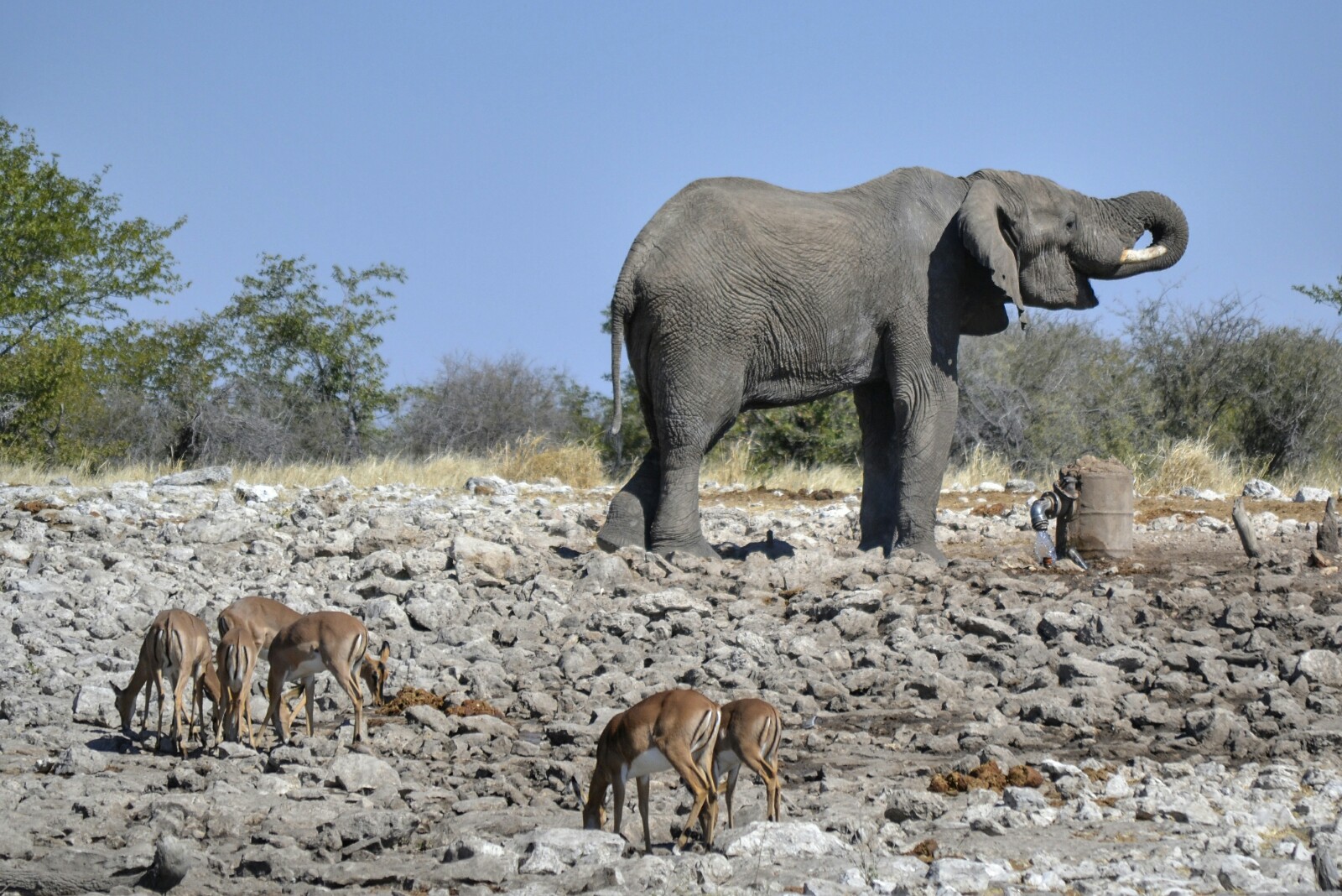 2017-06-namibia-etosha-dia-1-Kalkheuwel-9-elefante-impalas