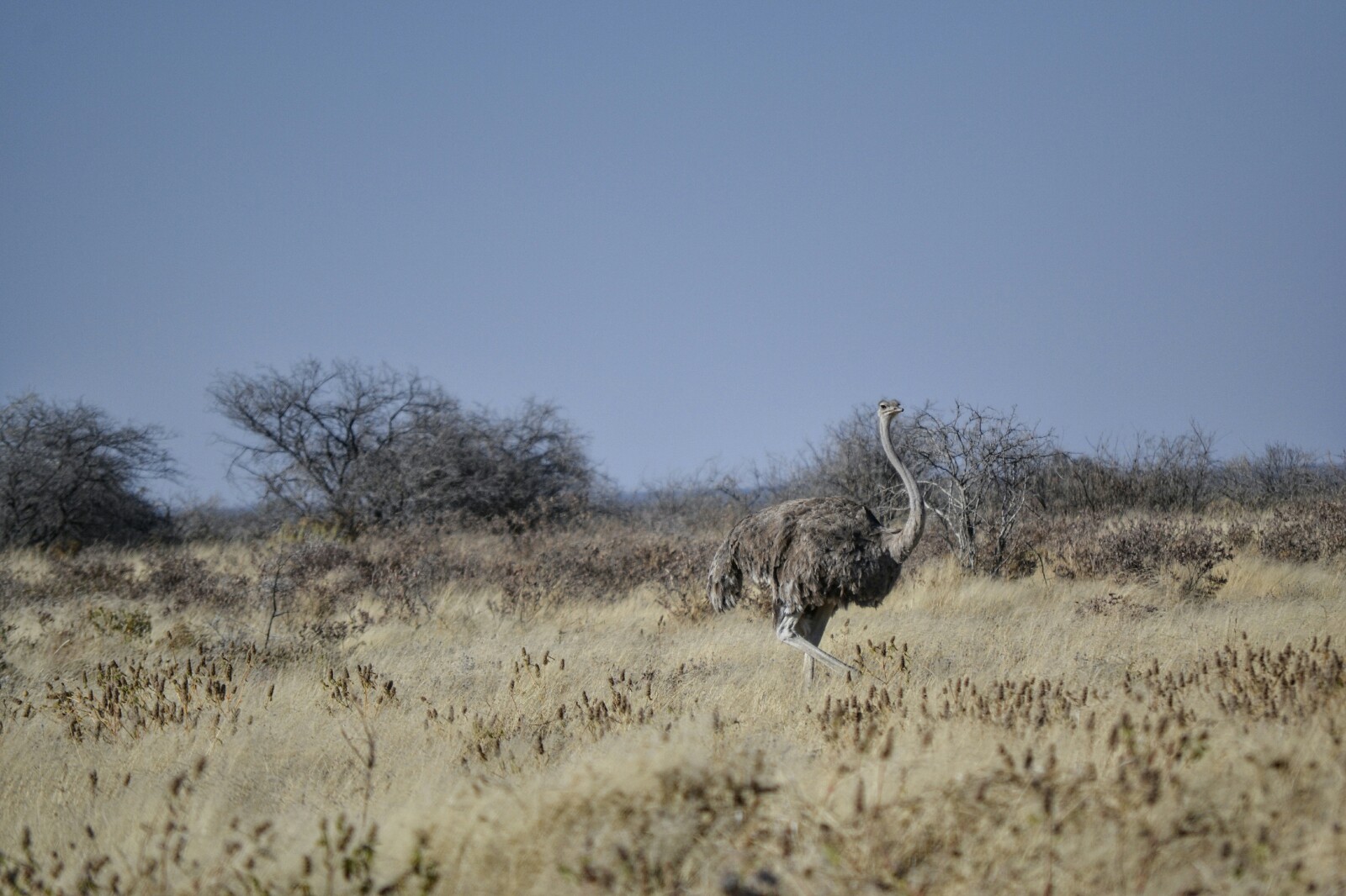 2017-06-namibia-etosha-dia-1-klein-okevi-avestruz