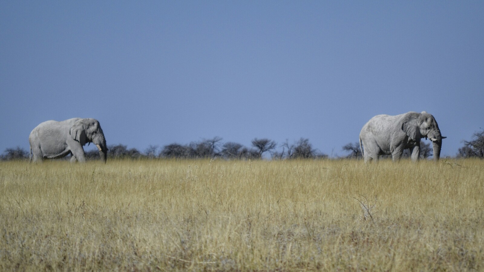 2017-06-namibia-etosha-dia-1-springbokfontein-1-elefantes.jpeg