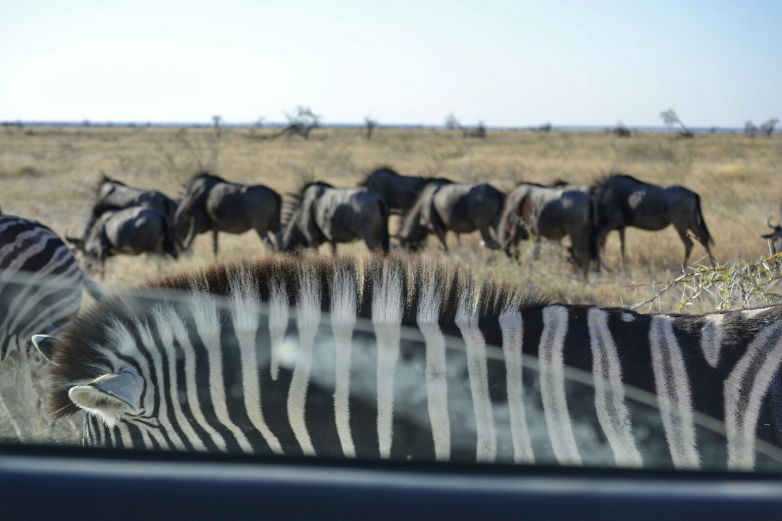 2017-06-namibia-etosha-dia-1-springbokfontein-3-wildebeest-cebras