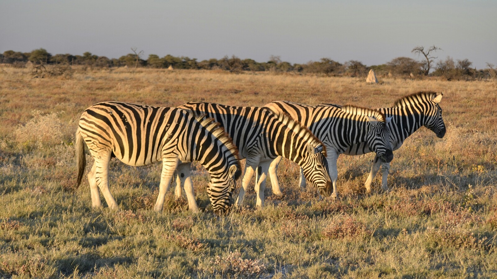 2017-06-namibia-etosha-dia-1-twee-palms-2-cebras