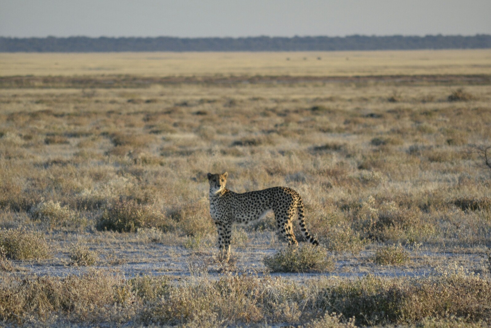 2017-06-namibia-etosha-dia-1-twee-palms-4-guepardo