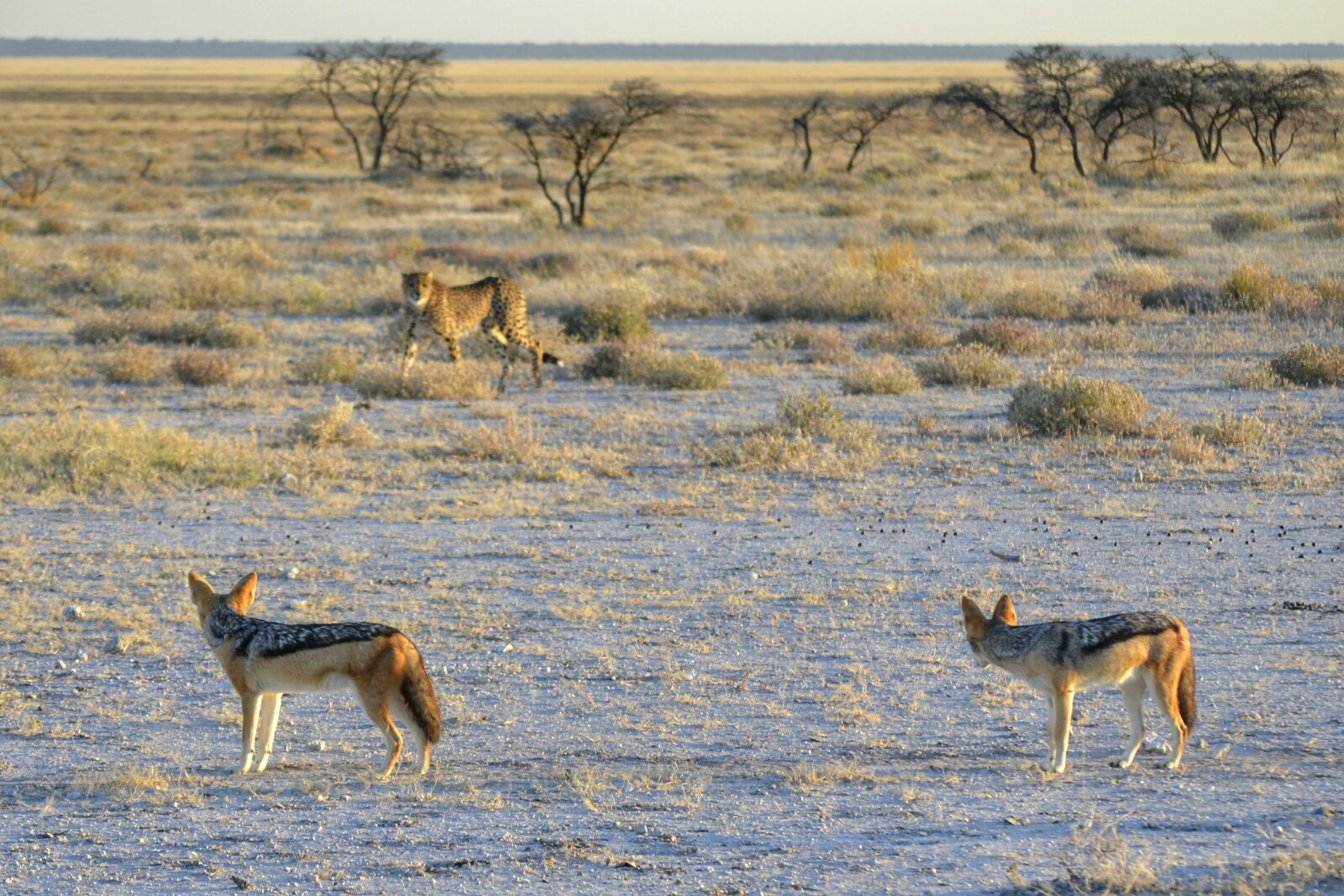 2017-06-namibia-etosha-dia-1-twee-palms-6-guepardo-chacales