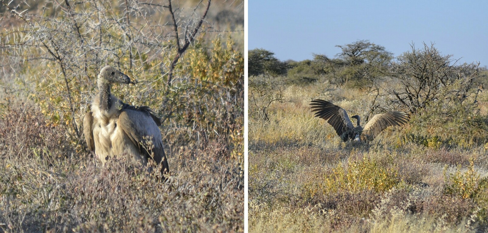2017-06-namibia-etosha-dia-1-twee-palms-8-buitre-dorsiblanco-africano