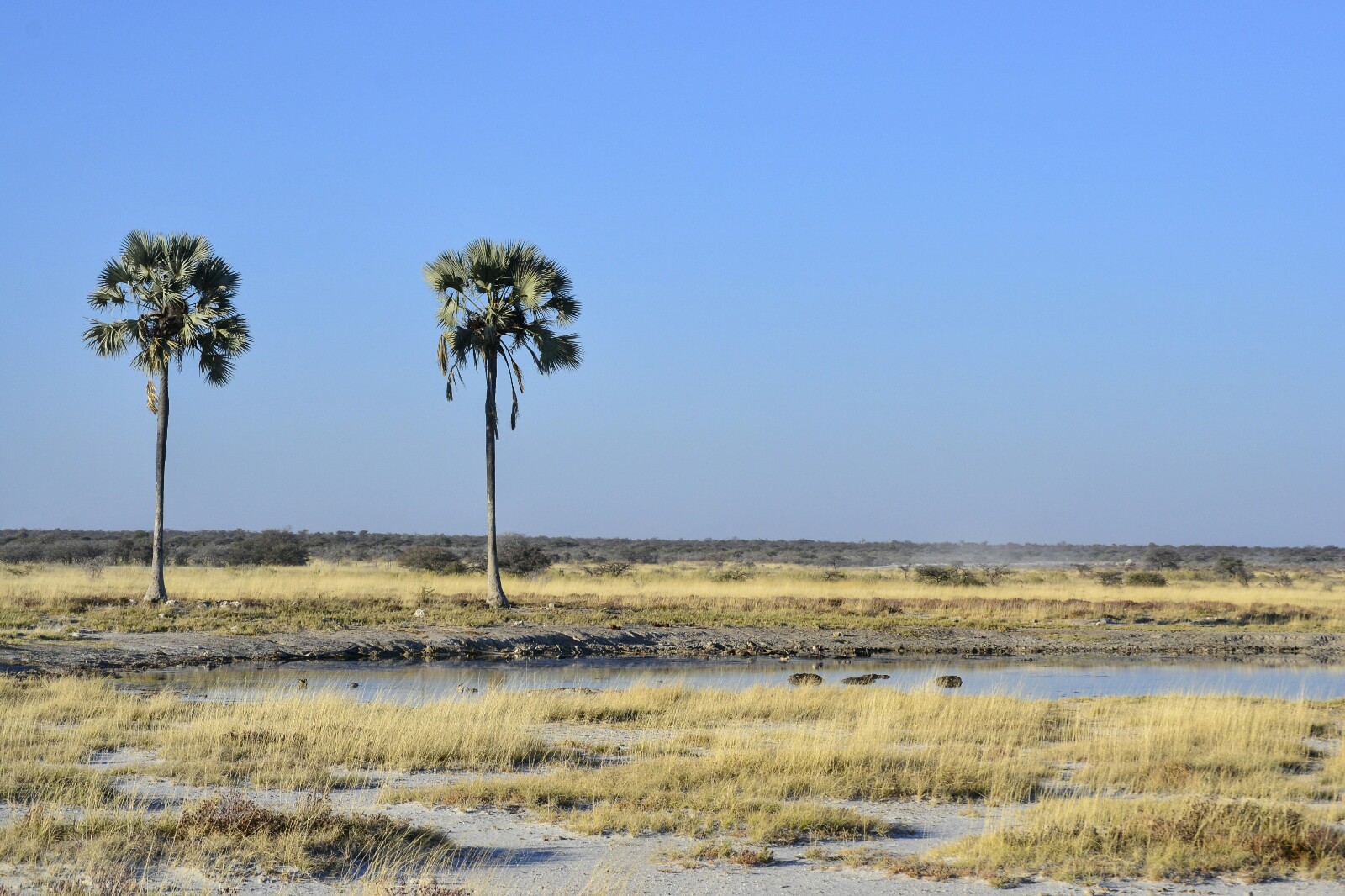 2017-06-namibia-etosha-dia-1-twee-palms-9