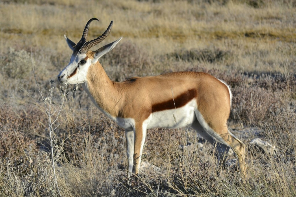 Fotografías Namibia (Junio 2017) –&nbsp;Animales