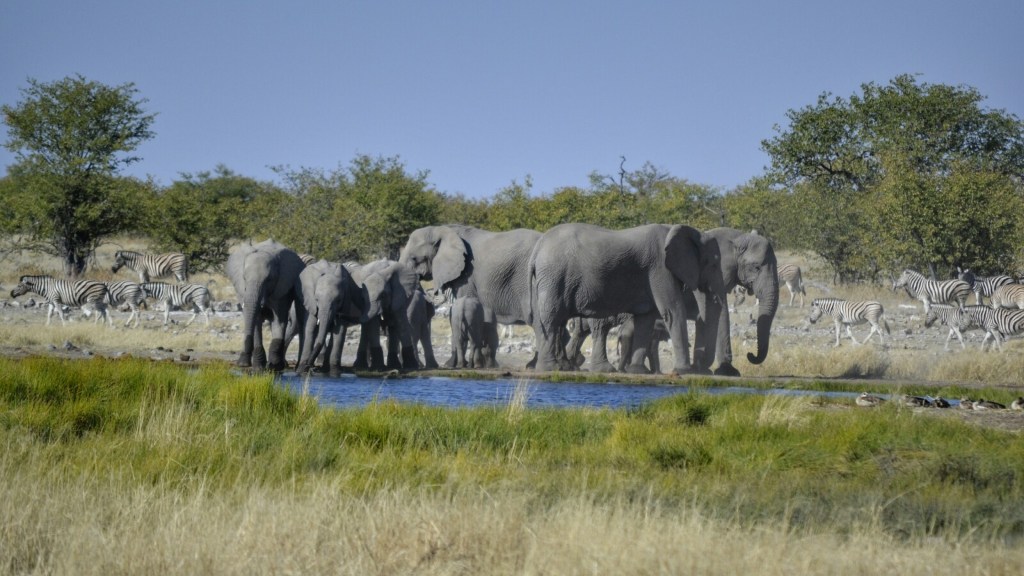 Namibia 2017 – Etapa 4 – Etosha (Días 2, 3 y 4): Halali-Okaukuejo