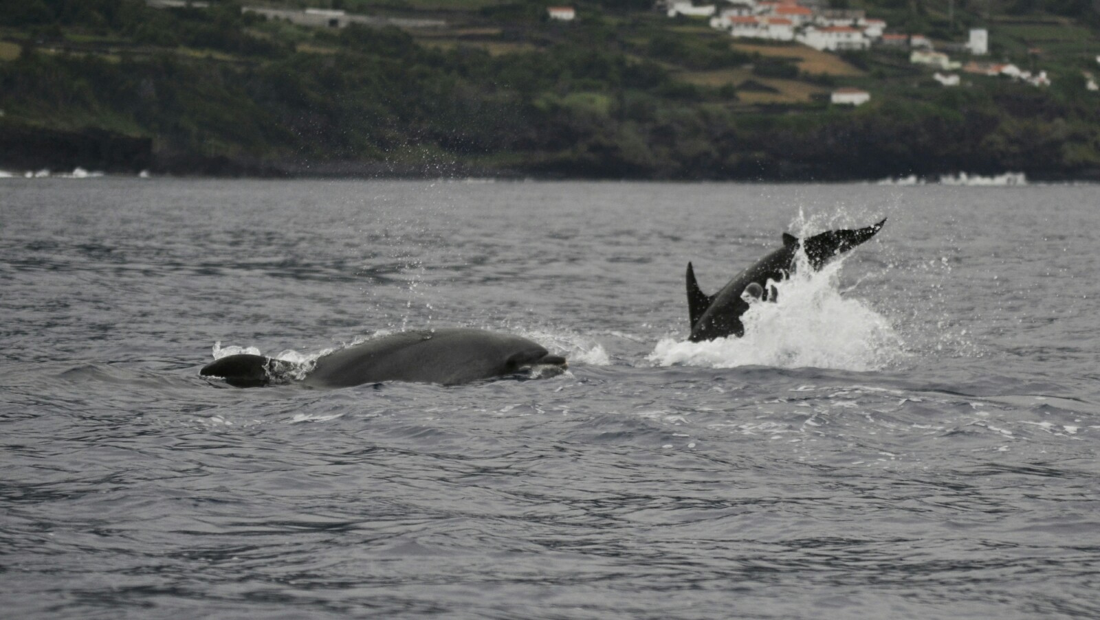 2017-07-azores-pico-viaje-barco-22-delfin