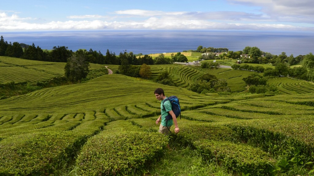 Azores 2017 – São Miguel (II): Del Té Verde al Todo&nbsp;Verde