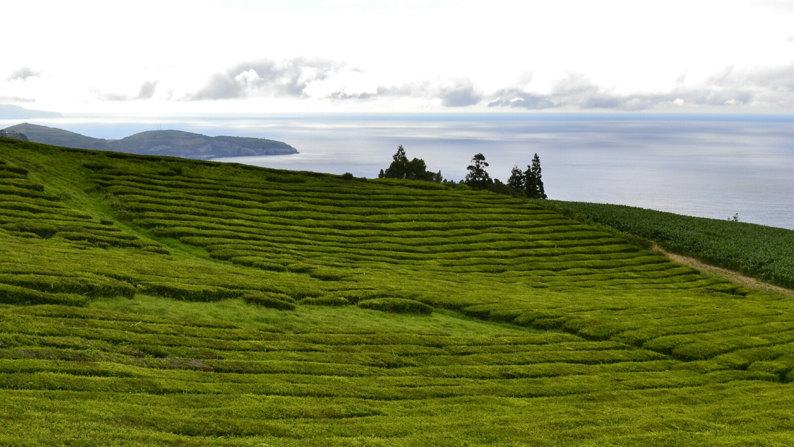 2017-07-azores-sao-miguel-cha-gorreana-7